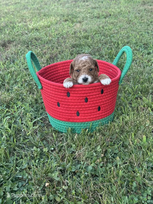 Toy Poodle Male – Poodle - Toy  puppy on hold in Cartersville, GA