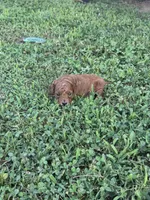 Toy Poodle Male, a male Poodle - Toy  for sale in Cartersville, GA – 6 of 7