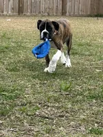 Billy, a male Boxer for sale in Hampstead, NC – Photo 6 of 6