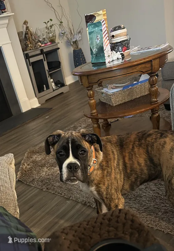 Billy – Boxer puppy for sale in Hampstead, NC