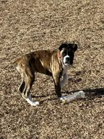 Billy, a male Boxer for sale in Hampstead, NC – Photo 2 of 6