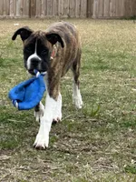 Billy, a male Boxer for sale in Hampstead, NC – Photo 5 of 6