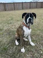 Billy, a male Boxer for sale in Hampstead, NC – Photo 3 of 6