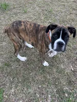 Billy, a male Boxer for sale in Hampstead, NC – Photo 4 of 6