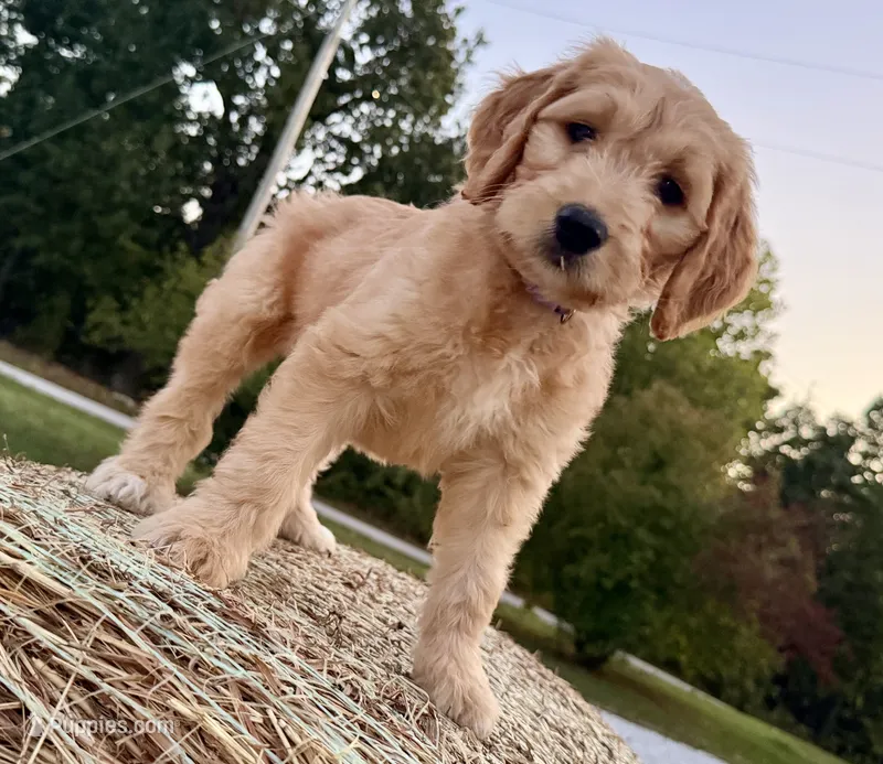 EVANGELINE – Goldendoodle puppy for sale in Neosho, MO
