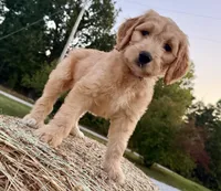 EVANGELINE, a female Goldendoodle for sale in Neosho, MO – 1 of 10