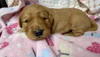 ELOUISE, a female Golden Retriever for sale in Neosho, MO – 2 of 4