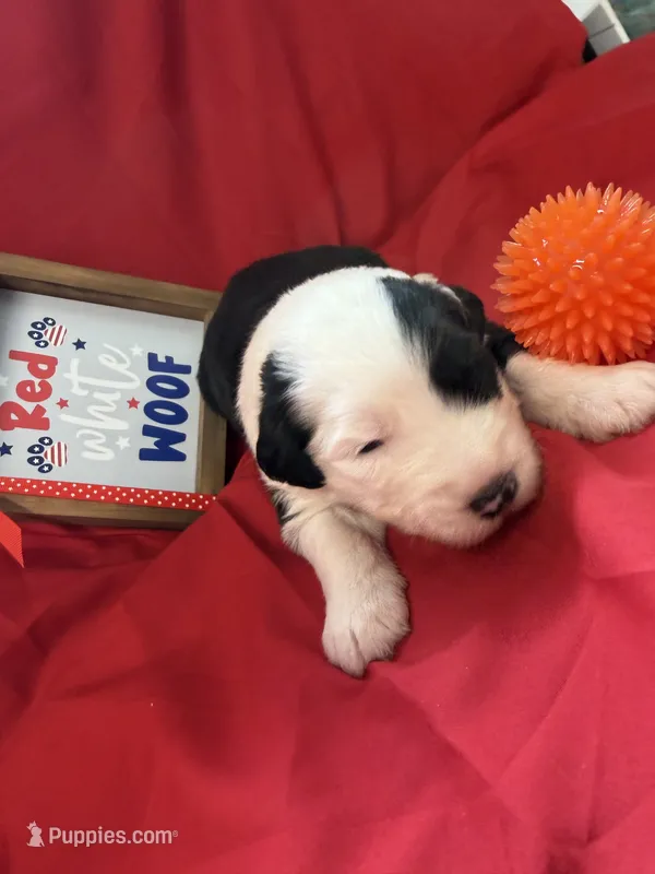 CALLOWAY (orange) – Old English Sheepdog puppy for sale in Neosho, MO