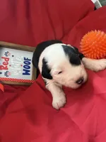 CALLOWAY (orange), a male Old English Sheepdog for sale in Neosho, MO – 1 of 3