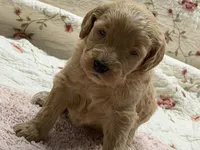 EVANGELINE, a female Goldendoodle for sale in Neosho, MO – 9 of 10
