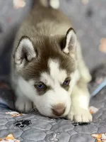 BENSON, a male Siberian Husky for sale in Neosho, MO – 3 of 4