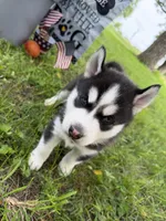 IGOR (orange), a male Siberian Husky for sale in Neosho, MO – 2 of 4