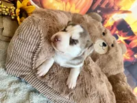 BENSON green, a male Siberian Husky for sale in Neosho, MO – 3 of 3