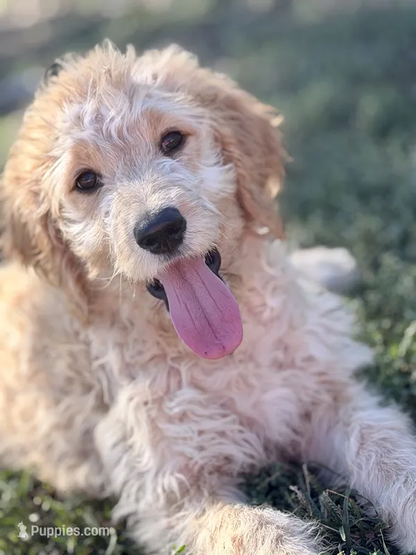 ELLIS – Goldendoodle puppy for sale in Neosho, MO