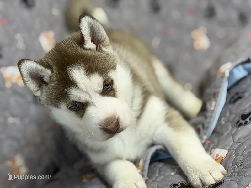 BENSON – Siberian Husky puppy for sale in Neosho, MO
