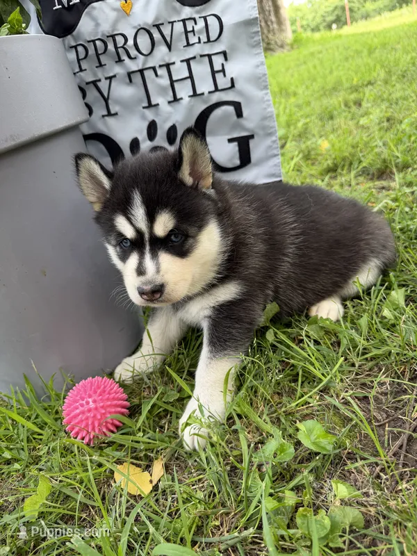 Ila (pink), a female Siberian Husky for sale in Neosho, MO – 1 of 3