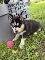 Ila (pink), a female Siberian Husky for sale in Neosho, MO – 1 of 3