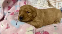 ELOUISE, a female Golden Retriever for sale in Neosho, MO – 3 of 4