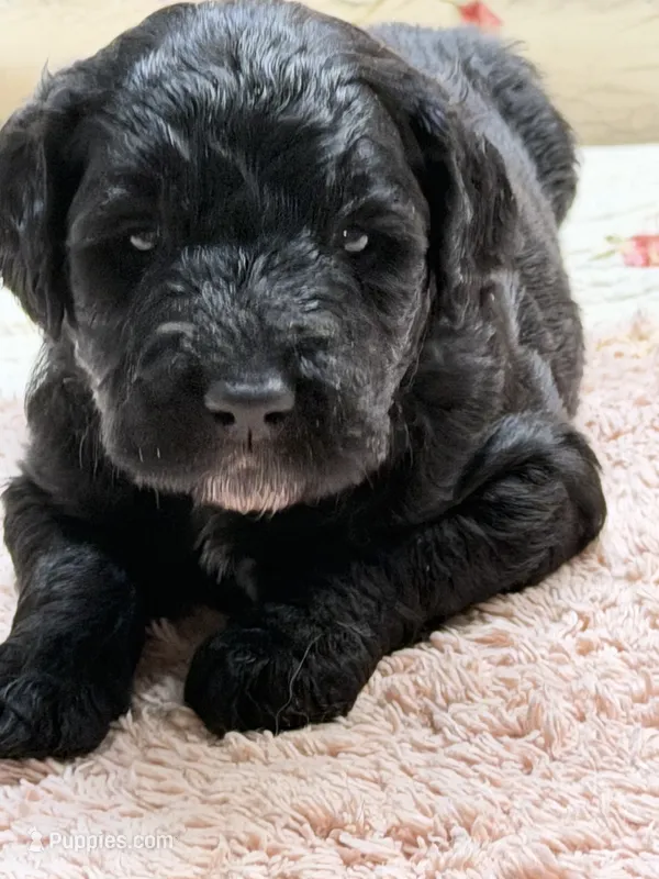ESTABON – Goldendoodle puppy for sale in Neosho, MO