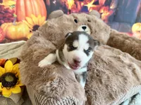 BODIE blue, a male Siberian Husky for sale in Neosho, MO – 2 of 3