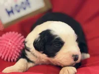 COLETTE pink, a female Old English Sheepdog for sale in Neosho, MO – 3 of 3