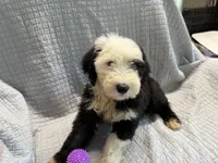 CONTESSA  (purple), a female Old English Sheepdog for sale in Neosho, MO – 2 of 8