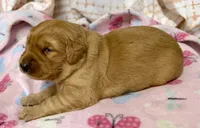 ELEANOR, a female Golden Retriever for sale in Neosho, MO – 2 of 4
