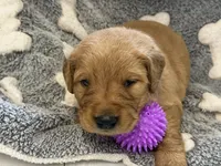 D’nella, a female Golden Retriever for sale in Neosho, MO – 3 of 3