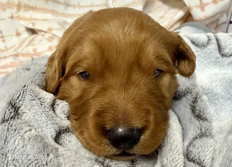 ELTON – Golden Retriever puppy for sale in Neosho, MO