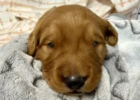 ELTON, a male Golden Retriever for sale in Neosho, MO – 1 of 3