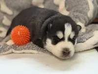 IGOR (orange), a male Siberian Husky for sale in Neosho, MO – 2 of 2