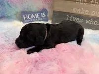 EBONY, a female Goldendoodle for sale in Neosho, MO – 2 of 2