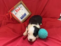 CAMILLE (turquoise), a female Old English Sheepdog for sale in Neosho, MO – 2 of 3