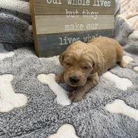 EMILIANO, a male Goldendoodle for sale in Neosho, MO – 2 of 2