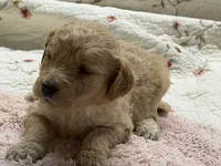 ELLIS, a female Goldendoodle for sale in Neosho, MO – 7 of 8