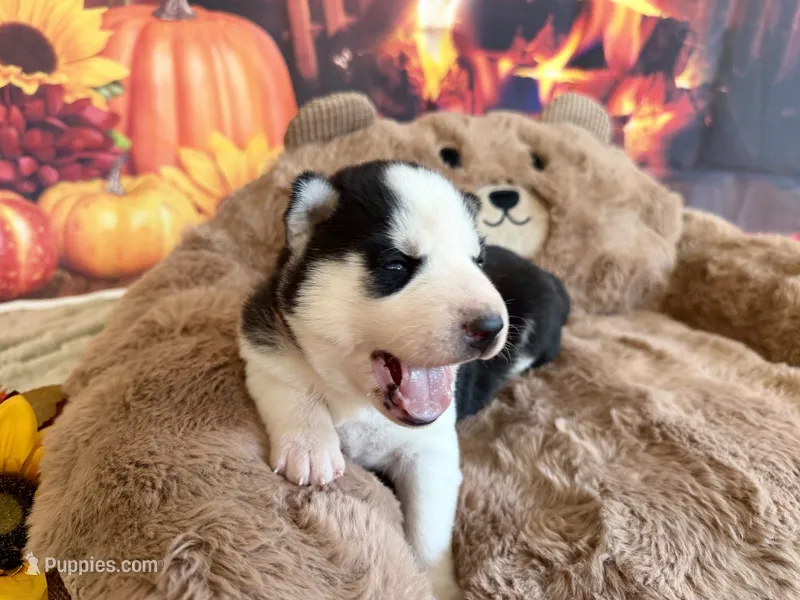 BOSWELL orange – Siberian Husky puppy for sale in Neosho, MO