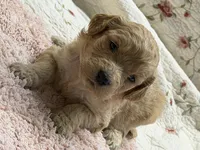 ELLIS, a female Goldendoodle for sale in Neosho, MO – 8 of 8