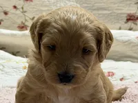 EVANA, a female Goldendoodle for sale in Neosho, MO – 8 of 9