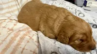 ELTON, a male Golden Retriever for sale in Neosho, MO – 2 of 3