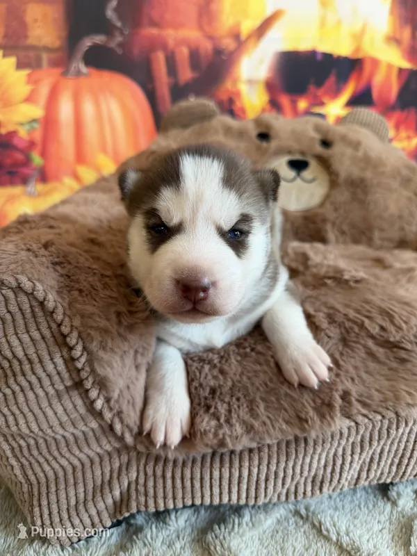 BENSON green – Siberian Husky puppy for sale in Neosho, MO