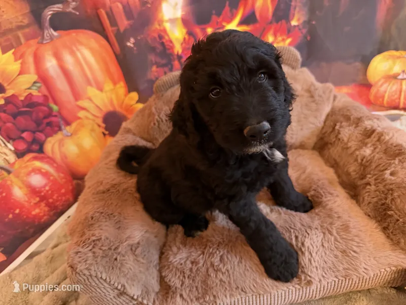 ESTABON – Goldendoodle puppy for sale in Neosho, MO