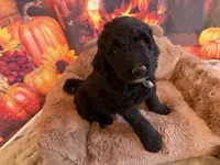 ESTABON, a male Goldendoodle for sale in Neosho, MO – 3 of 10