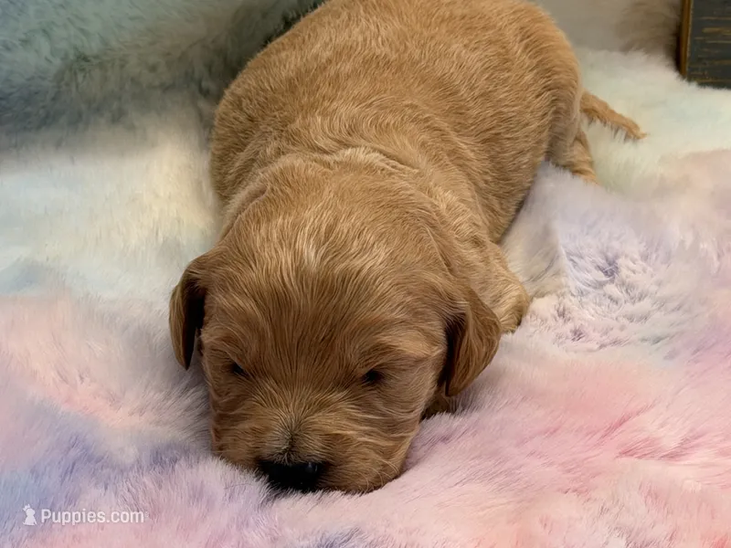 ELLIS – Goldendoodle puppy for sale in Neosho, MO