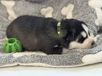 IBUS (green), a male Siberian Husky for sale in Neosho, MO – 2 of 2