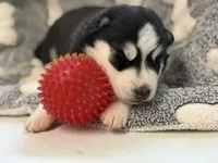 IKU (red), a male Siberian Husky for sale in Neosho, MO – 3 of 3