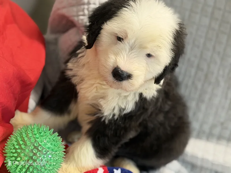 CALISTA (green) – Old English Sheepdog puppy for sale in Neosho, MO