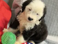 CALISTA (green), a female Old English Sheepdog for sale in Neosho, MO – 3 of 9