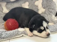 IKU (red), a male Siberian Husky for sale in Neosho, MO – 2 of 3
