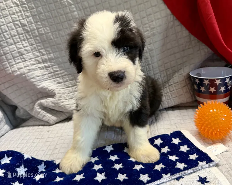 CALLOWAY (orange) – Old English Sheepdog puppy for sale in Neosho, MO