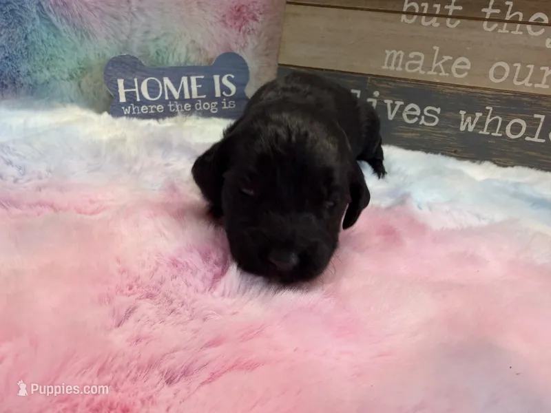 EBONY – Goldendoodle puppy for sale in Neosho, MO